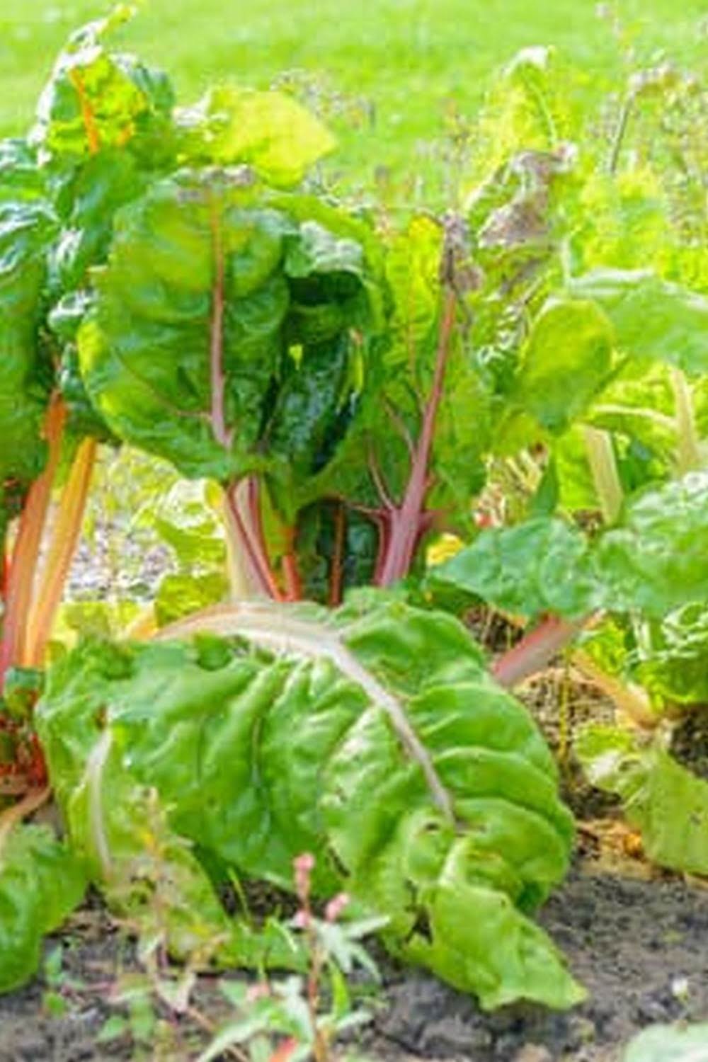 Vegetable Gardening 101 – A Simple Guide For Beginners