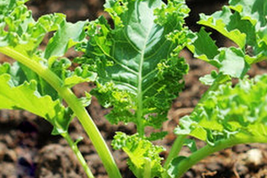 Best Times For Planting Garden Vegetables