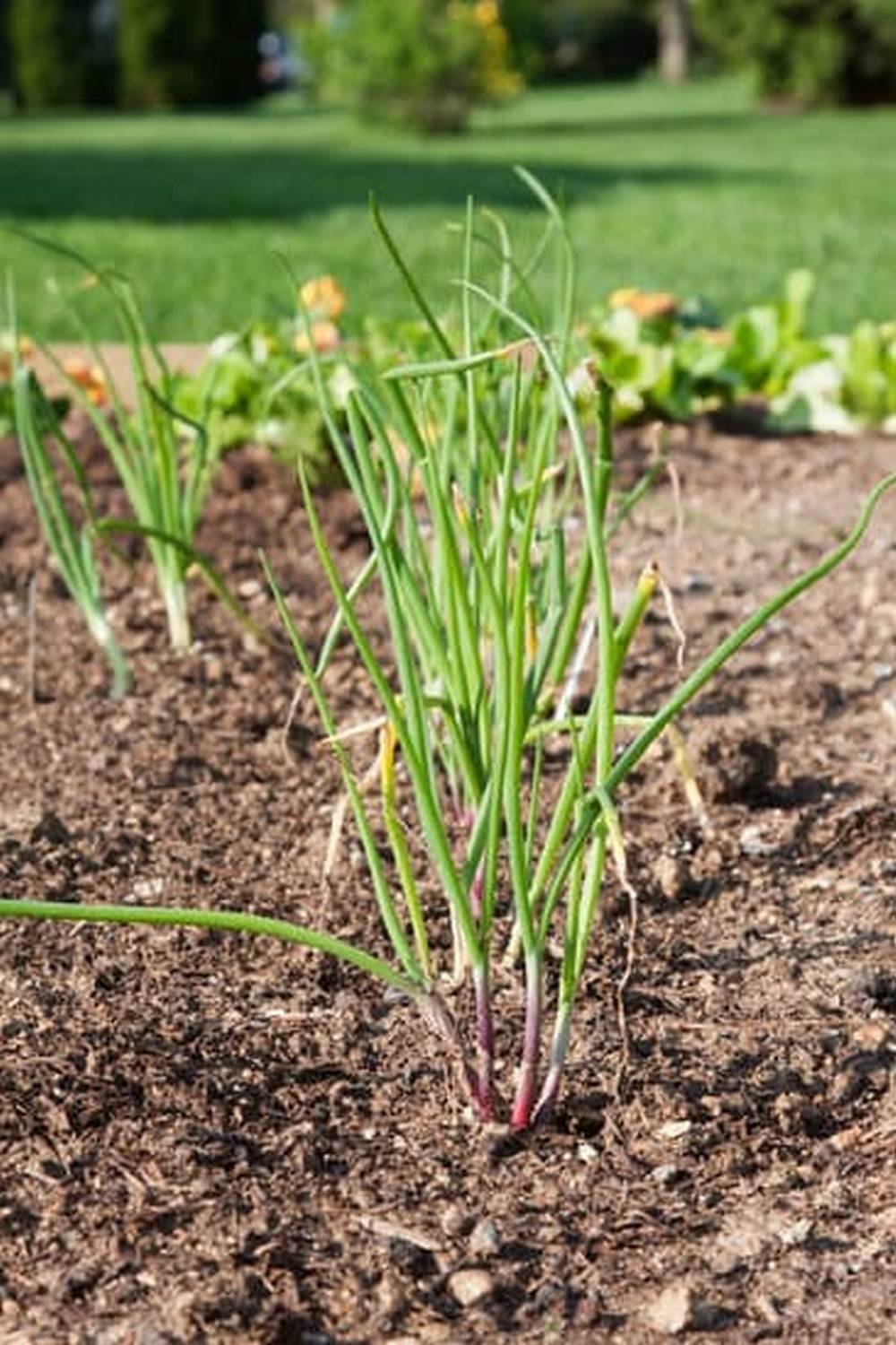 Can I Plant Tulips In My Vegetable Garden