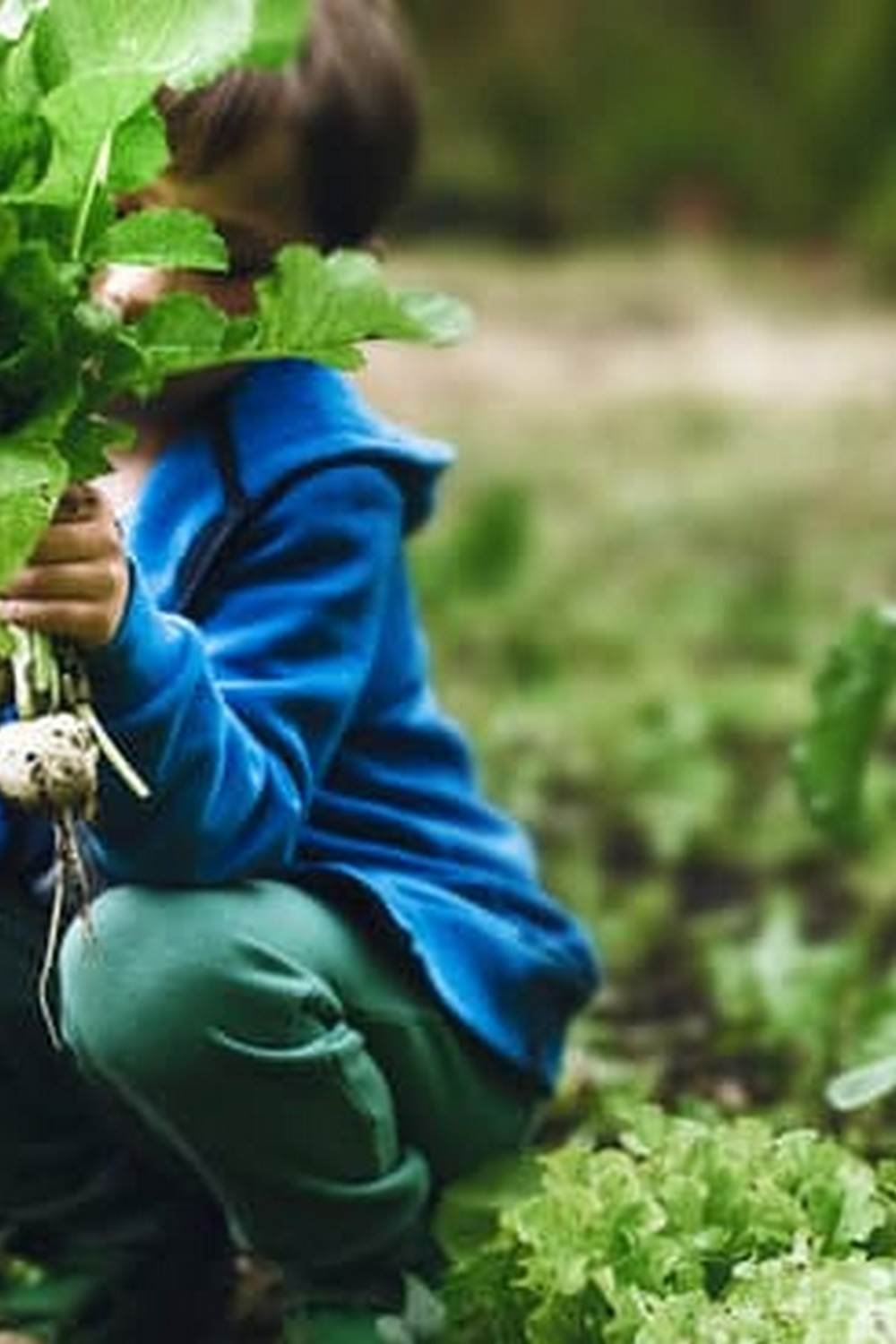 Can You Plant A Vegetable Garden Over A Leach Field