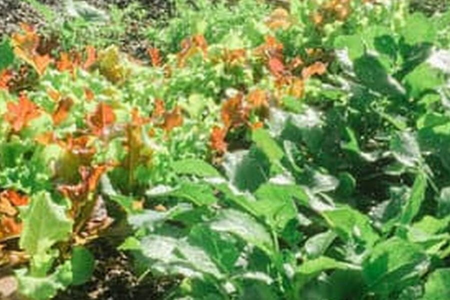 Castor Bean Plant In A Vegetable Garden