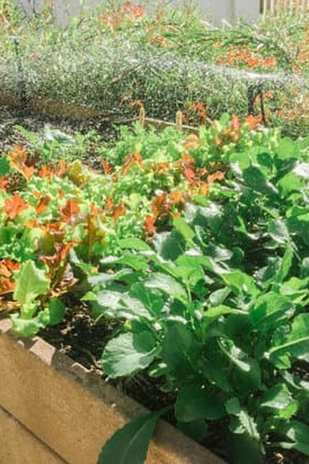 Castor Bean Plant In A Vegetable Garden