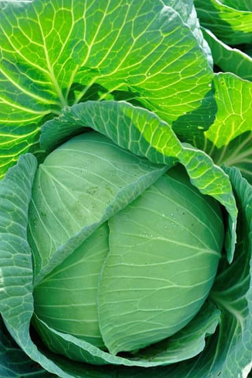 Companion Plants For Vegetable Garden