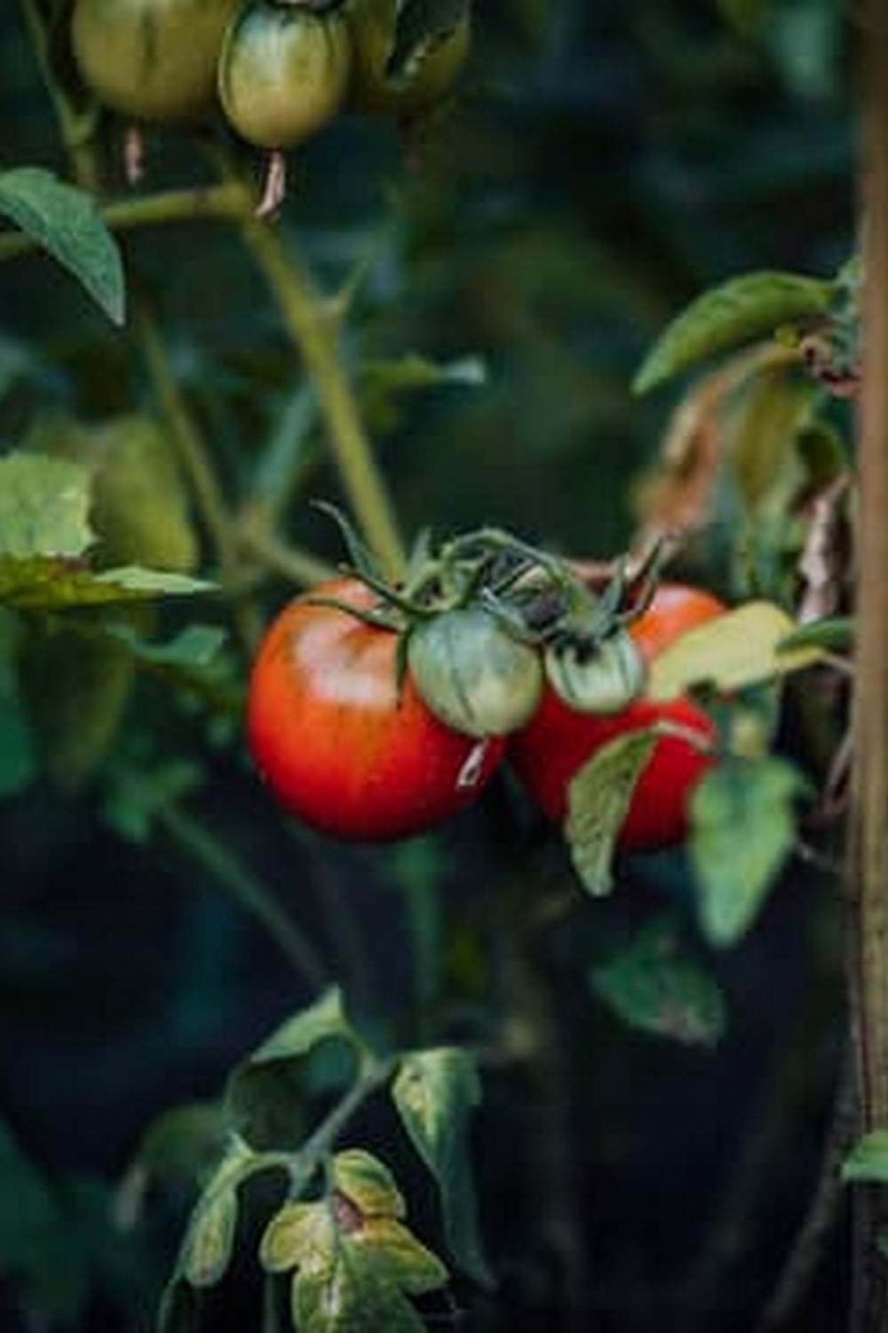 Fall Vegetables To Plant In Your Garden