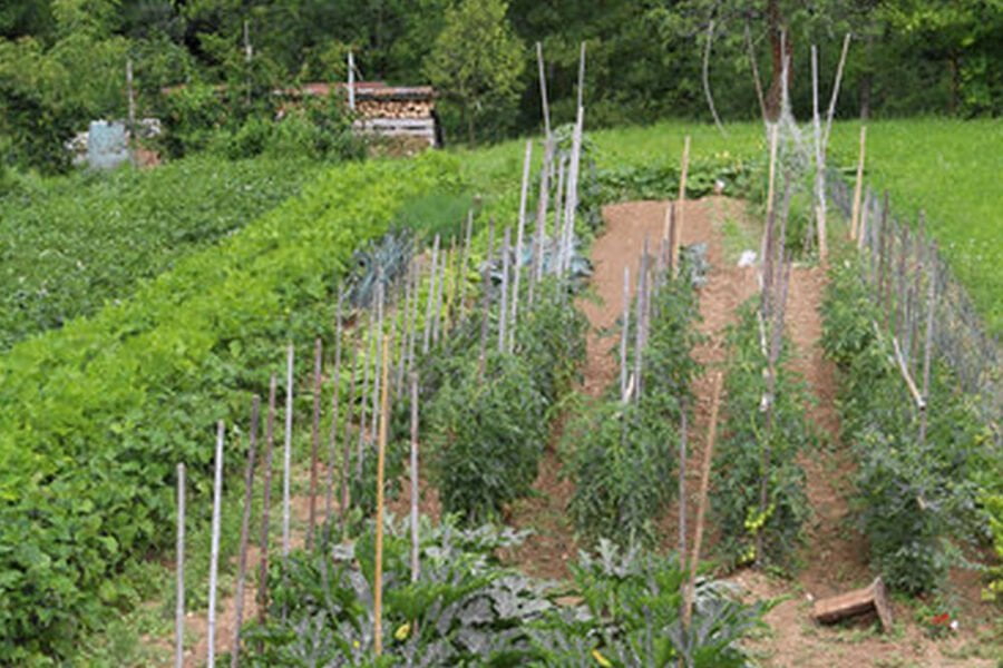 Garden Planter Vegetable Harvest