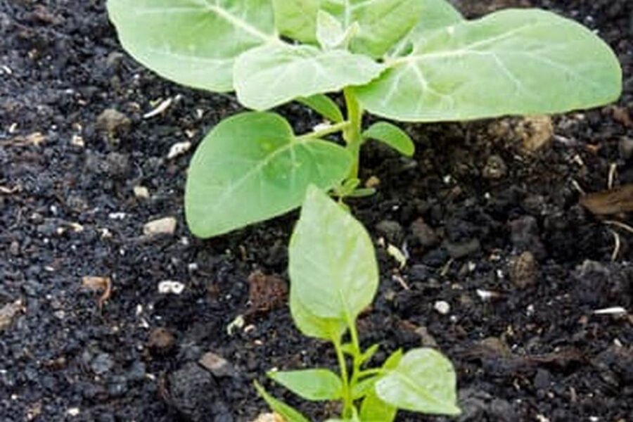 How To Plant Organic Vegetable Garden