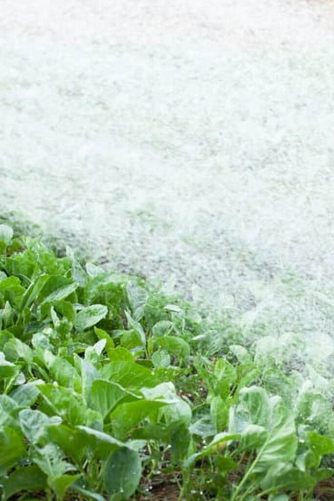 Order Vegetable Plants For Garden Online Vegetable Gardening News