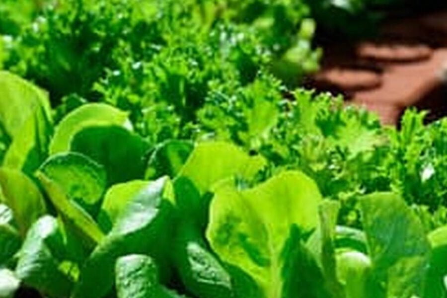 Planting Mint In Vegetable Garden