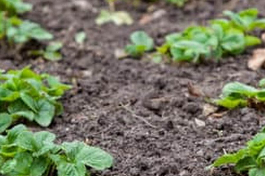 When To Plant A Vegetable Garden In Minnesota