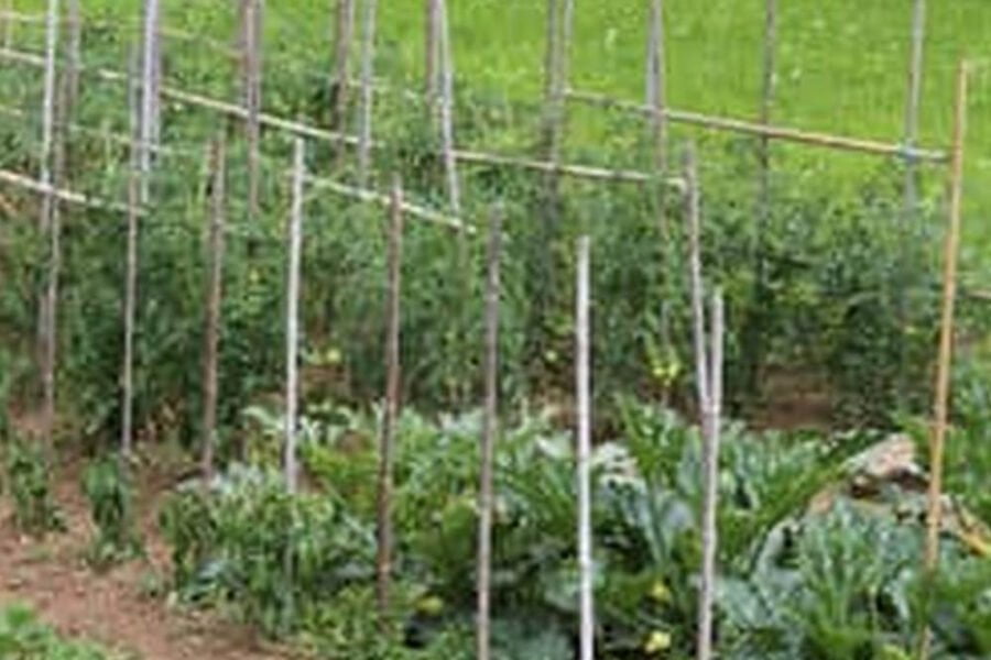 When To Plant Vegetable Plants In Garden