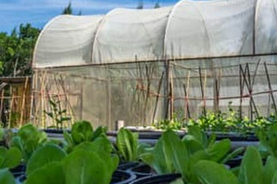 Prepare Planter Vegetable Garden