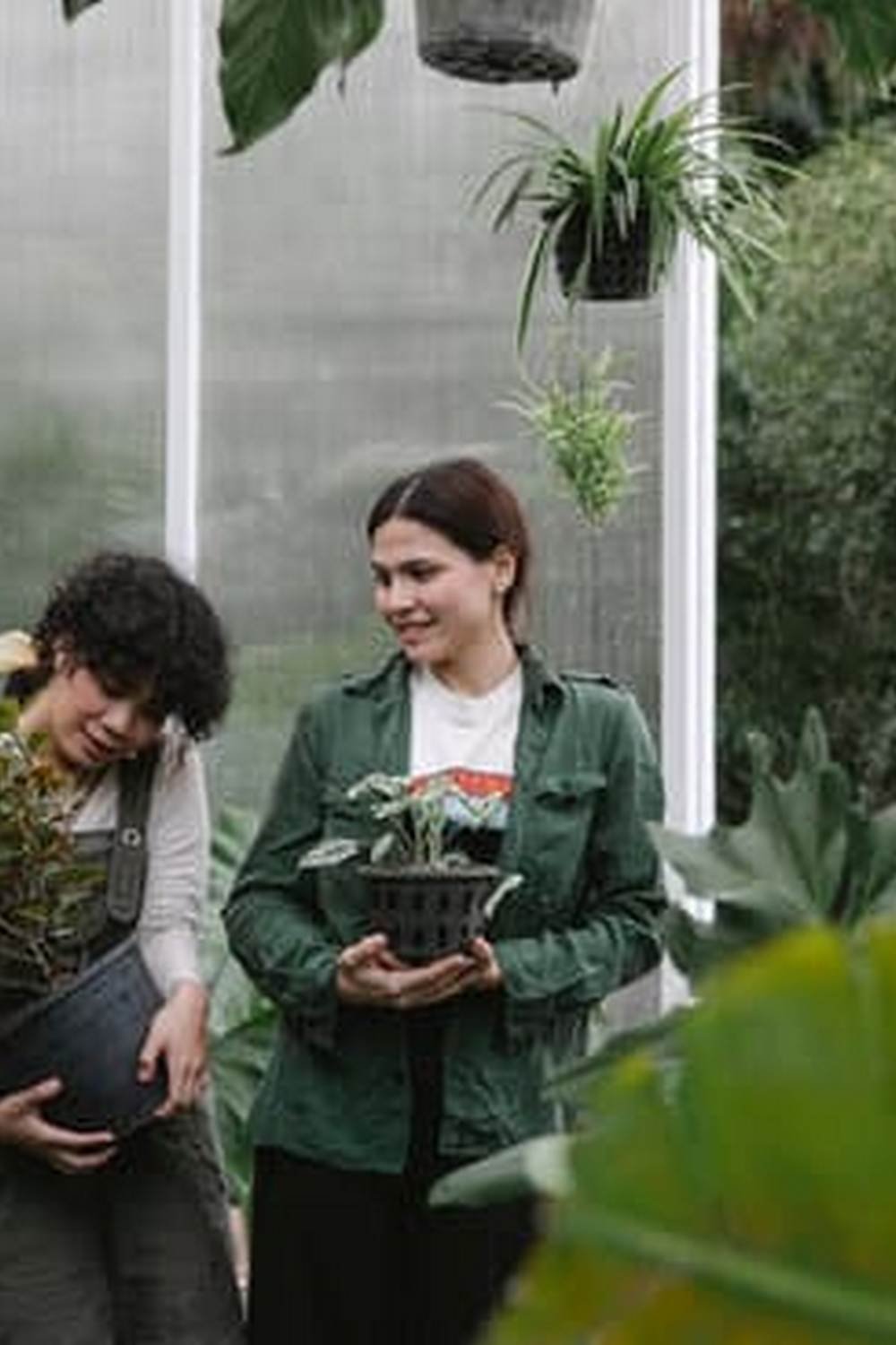 Small Hydroponic Vegetable Garden Plants | Vegetable Gardening News