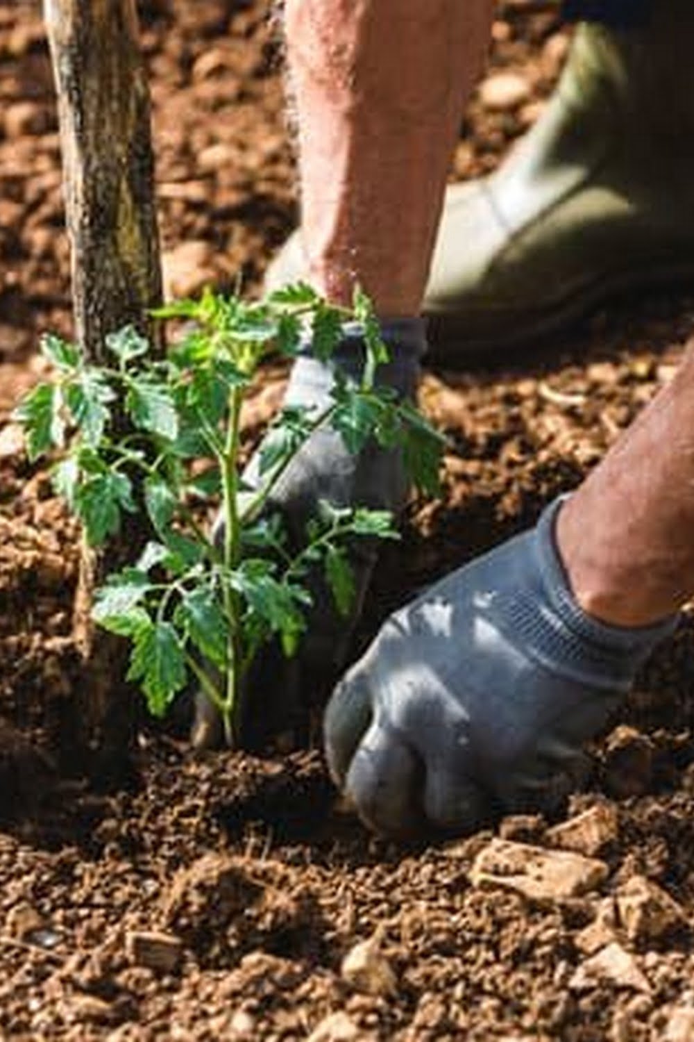 Best Bagged Soil For Vegetable Garden Canada