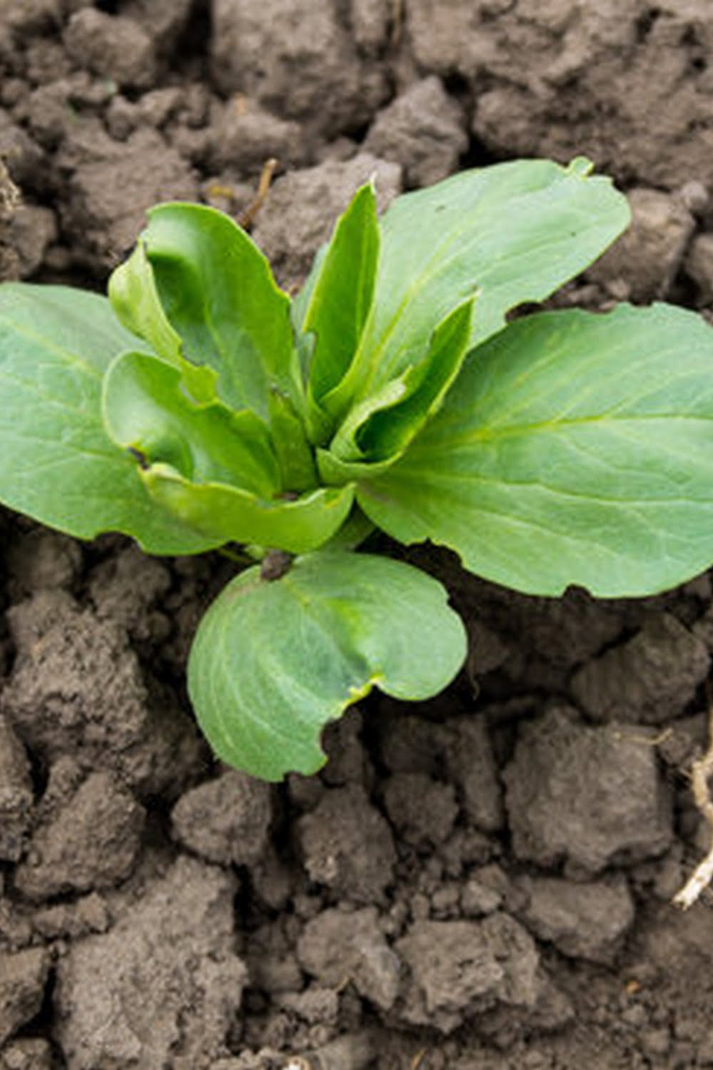 Best Garden Soil For Vegetables