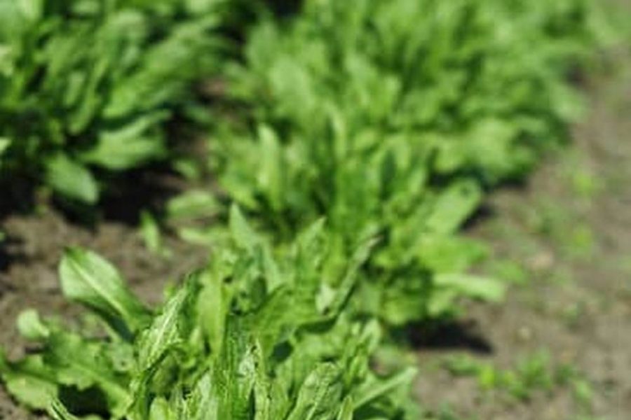 Best Garden Vegetables To Grow In Seattle Washington