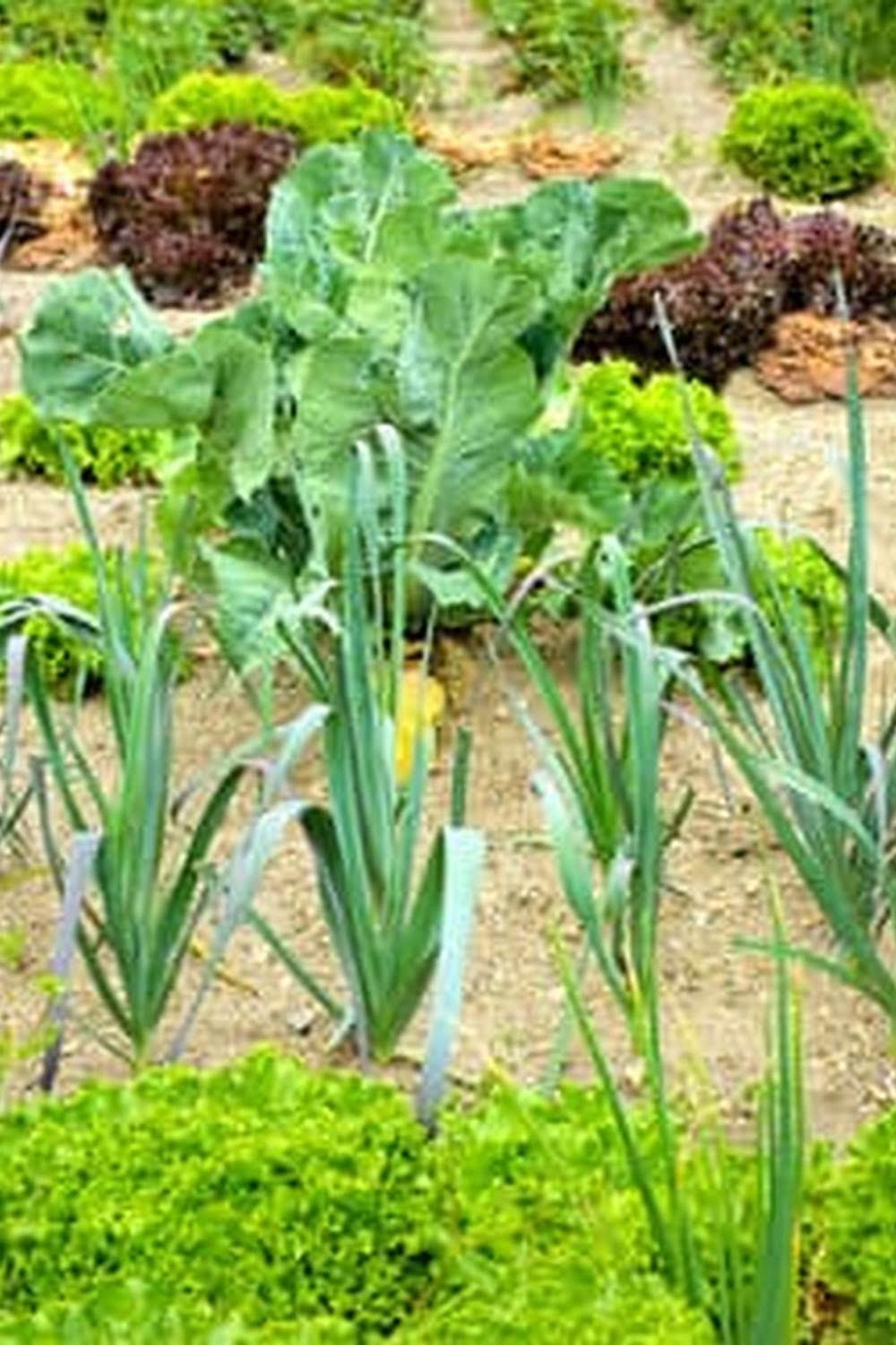 Best Garden Vegetables To Grow In Washington State
