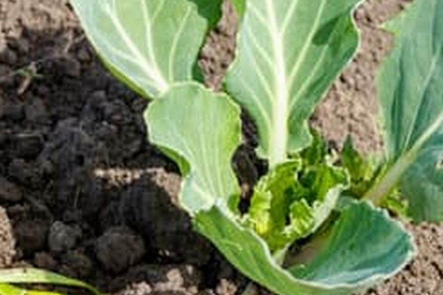 Best Indoor Garden Potting Soil For Vegetable