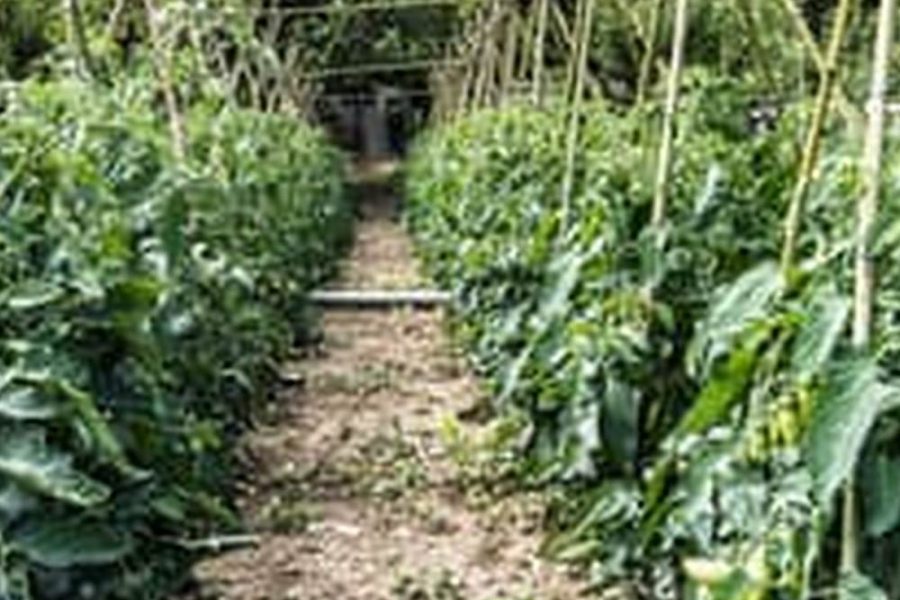 Best Insecticide For Vegetable Garden Australia