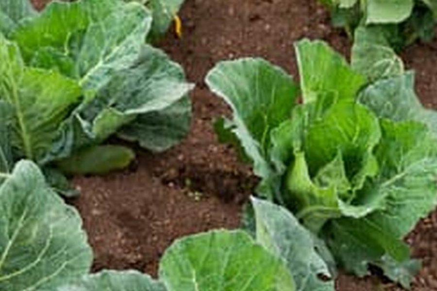 Best Natural Fertilizer For Vegetable Garden