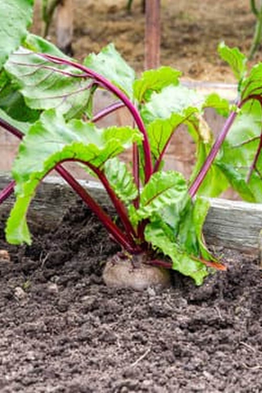 Best Non Toxic Pesticide For Vegetable Garden