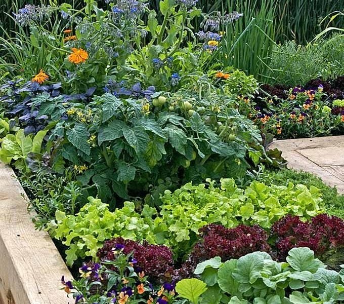 Best Organic Garden Fertilizer For Vegetables