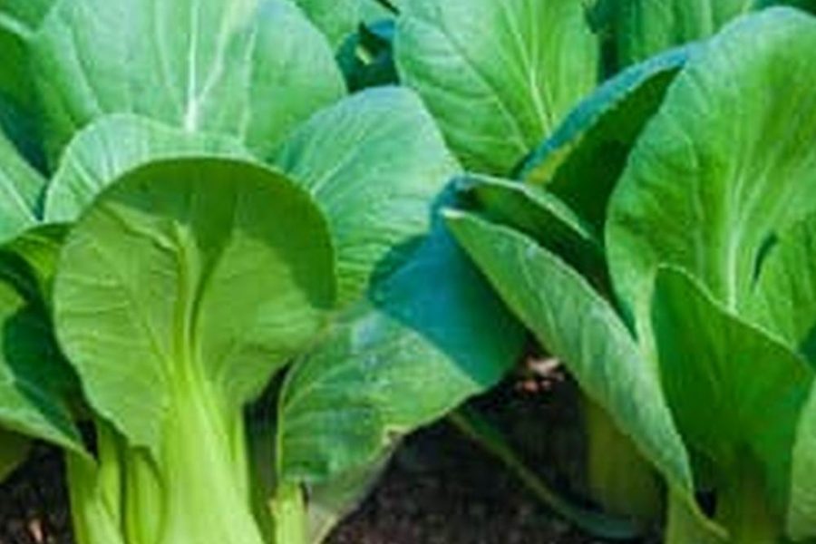 Best Organic Soil For Raised Bed Vegetable Garden