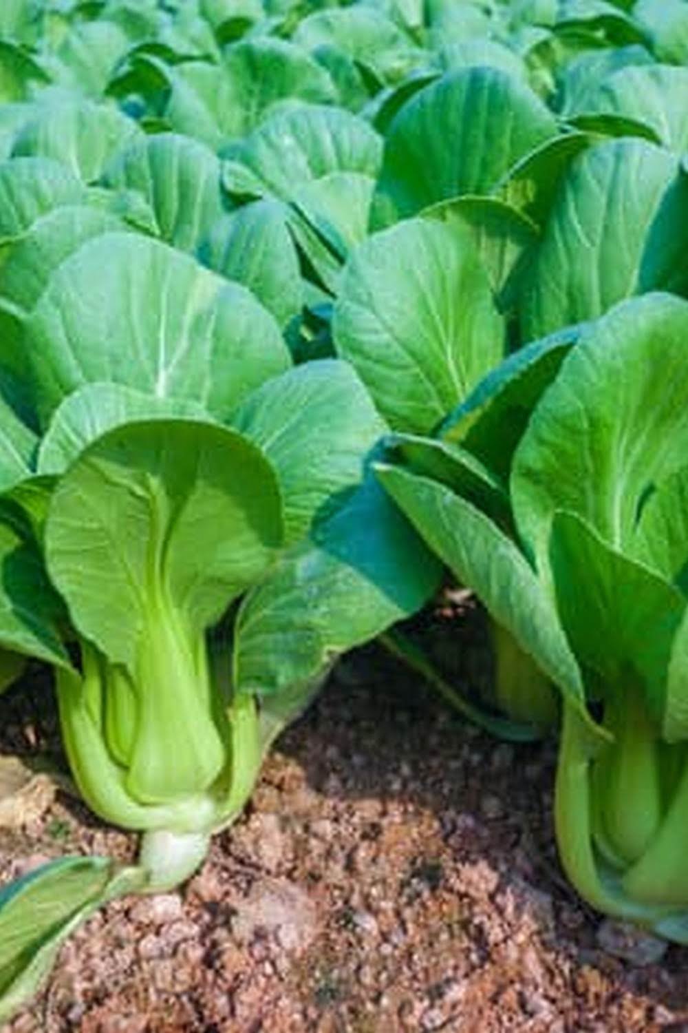 Best Organic Soil For Raised Bed Vegetable Garden