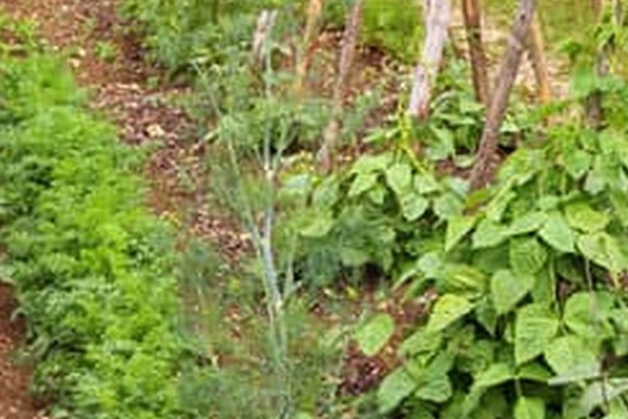 Best Pesticide For Garden Vegetables