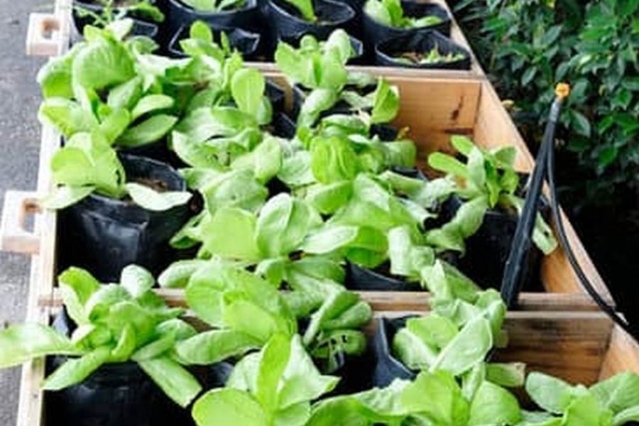Best Pesticide For Home Vegetable Garden