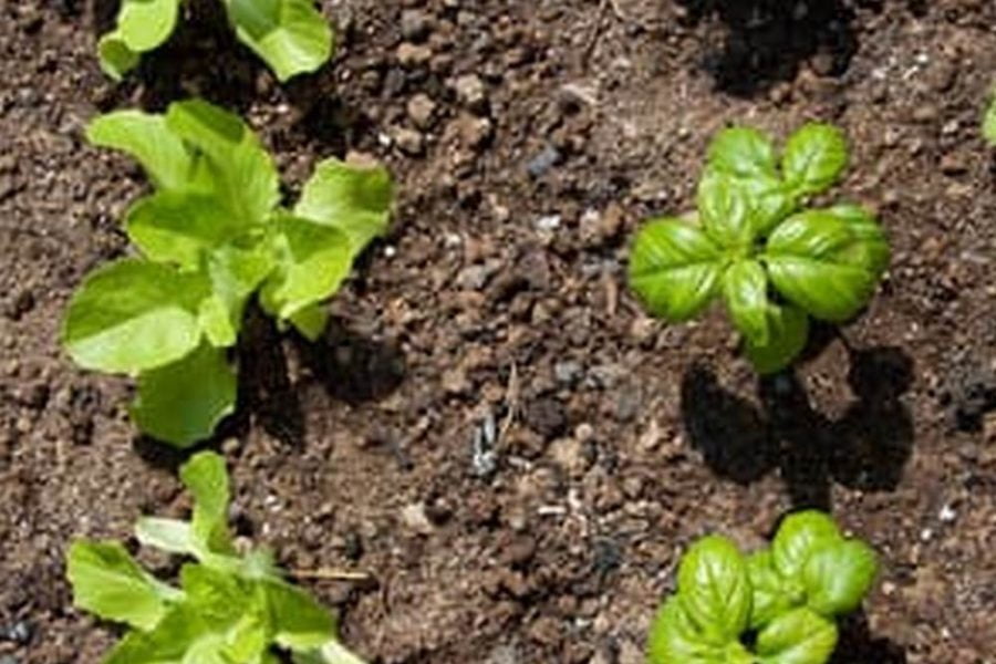Best Soil For In Ground Vegetable Garden