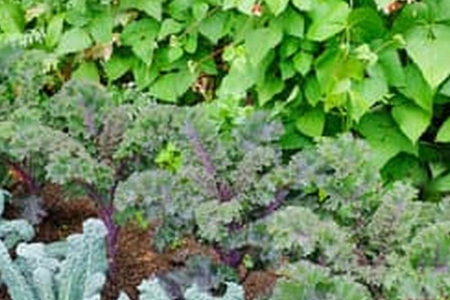 Best Soil For Vegetable And Herb Garden