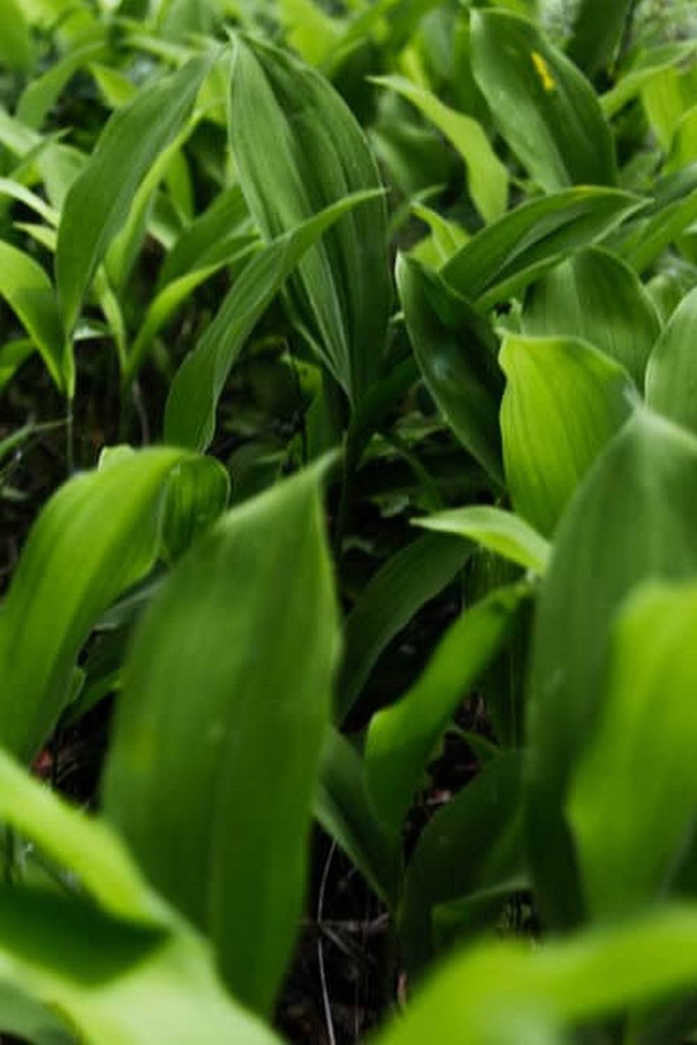 Best Soil For Vegetable Garden Plants