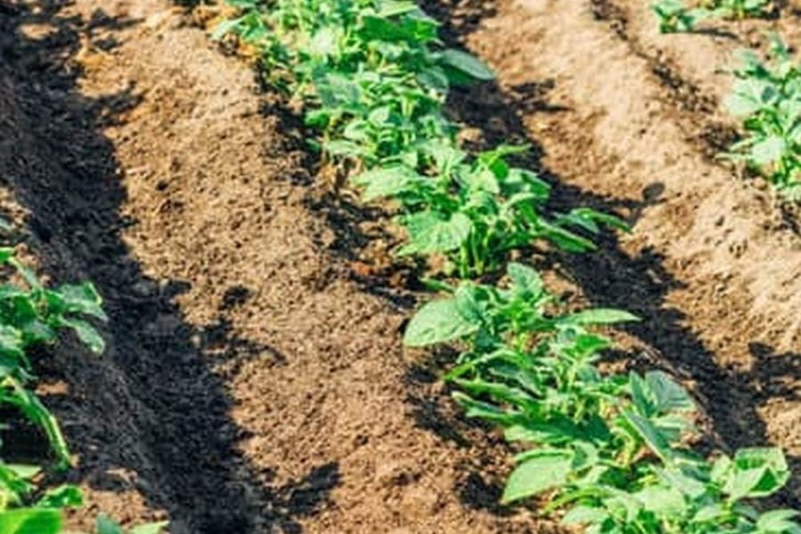 Best Soil Mix For Raised Bed Vegetable Garden