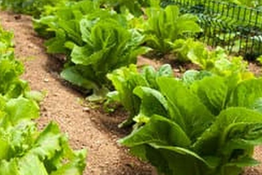 Best Soil Mixture For Raised Vegetable Garden
