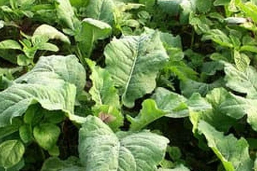 Best Soil Mixture For Vegetable Garden