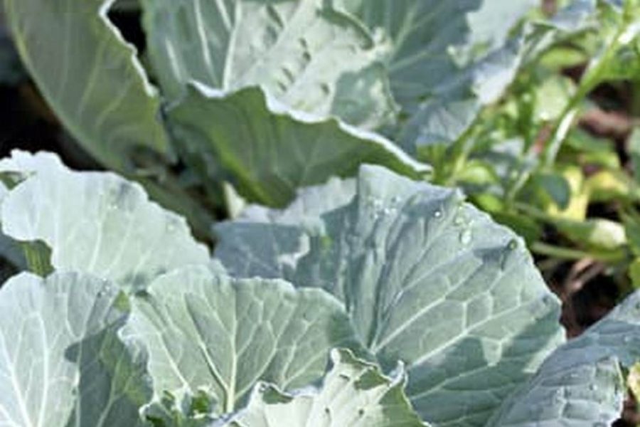 Best Soil Sifter For Vegetable Garden