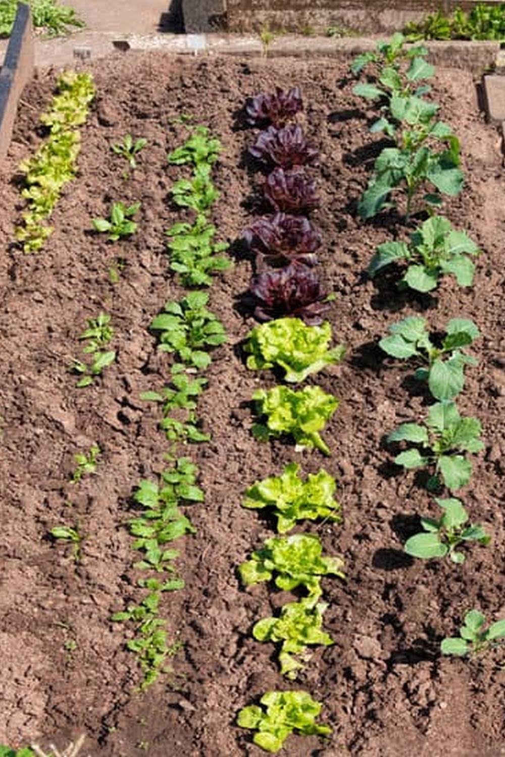 Best Soil Test For Vegetable Garden