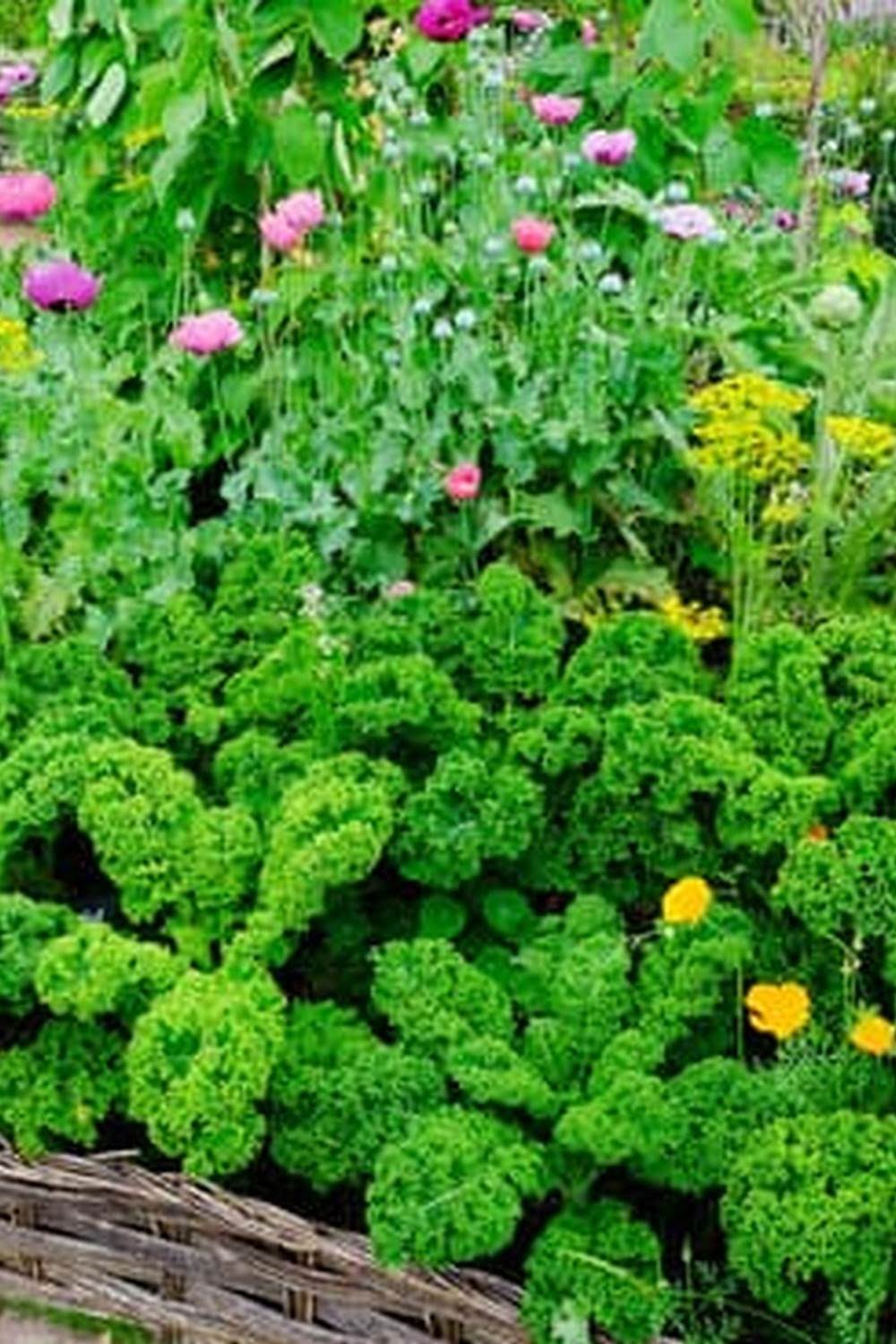 Best Soil To Grow Vegetable Garden