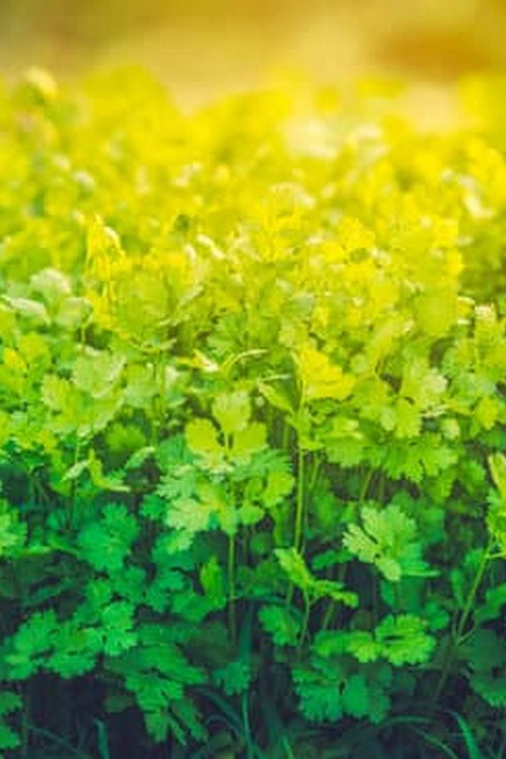 Best Soil To Use For Organic Vegetable Garden