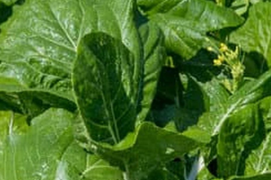 Best Soil To Use In Vegetable Garden
