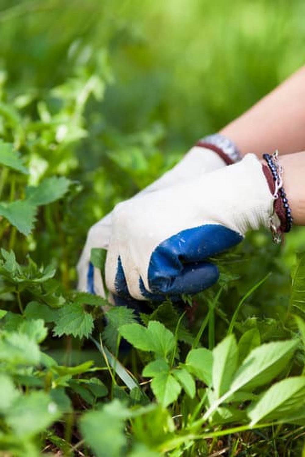 Best Vegetable Garden Soil Amendments