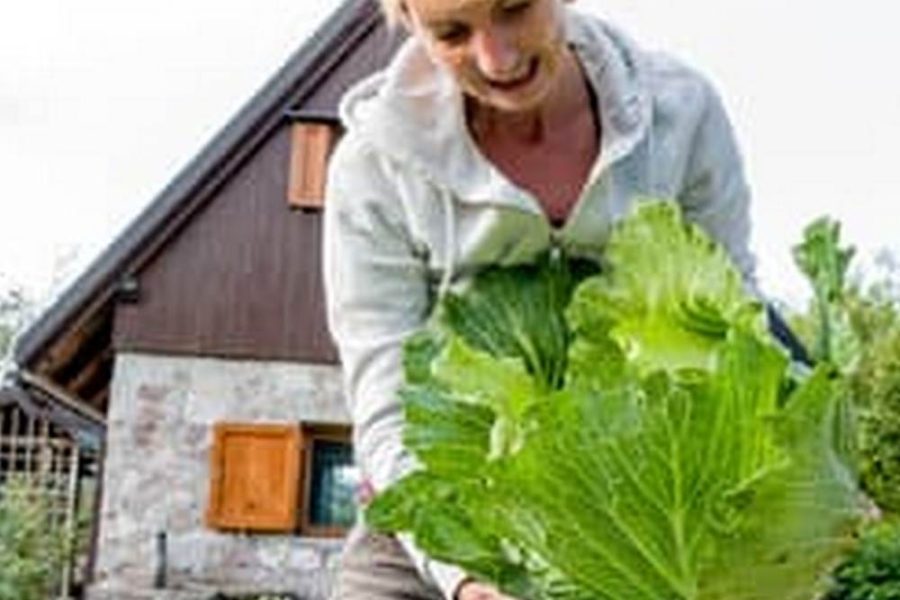 Best Vegetables To Grow In Garden Box