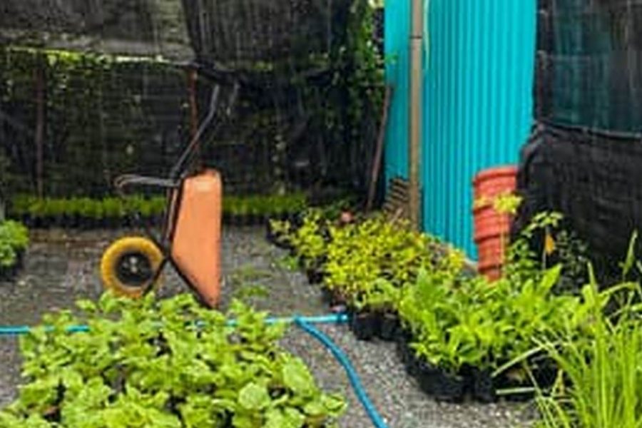 Best Way To Irrigate A Raised Bed Vegetable Garden