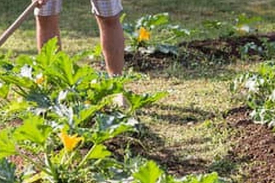 Best Way To Plant A Small Vegetable Garden