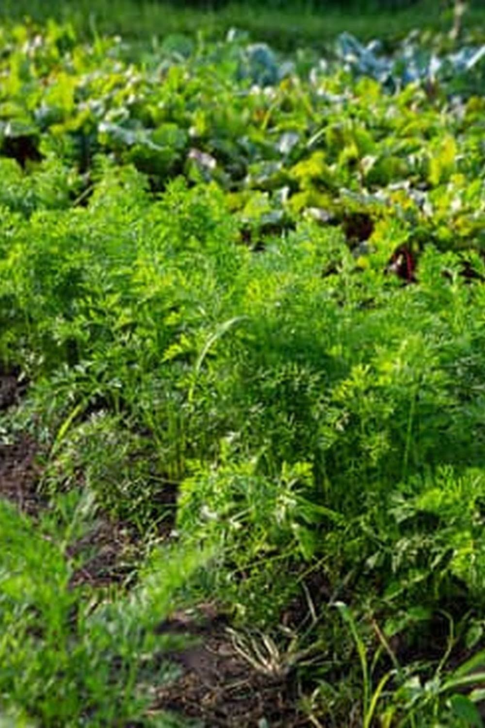 Best Weed Barrier For Raised Vegetable Garden