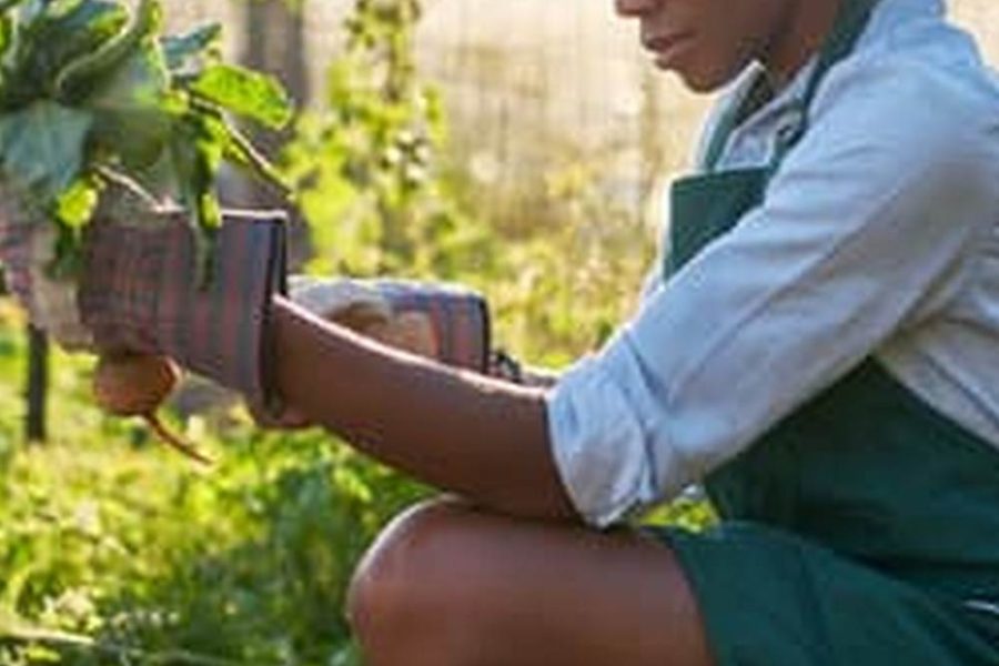 Books Drip Irrigation Basics For Raised Bed Vegetable Garden