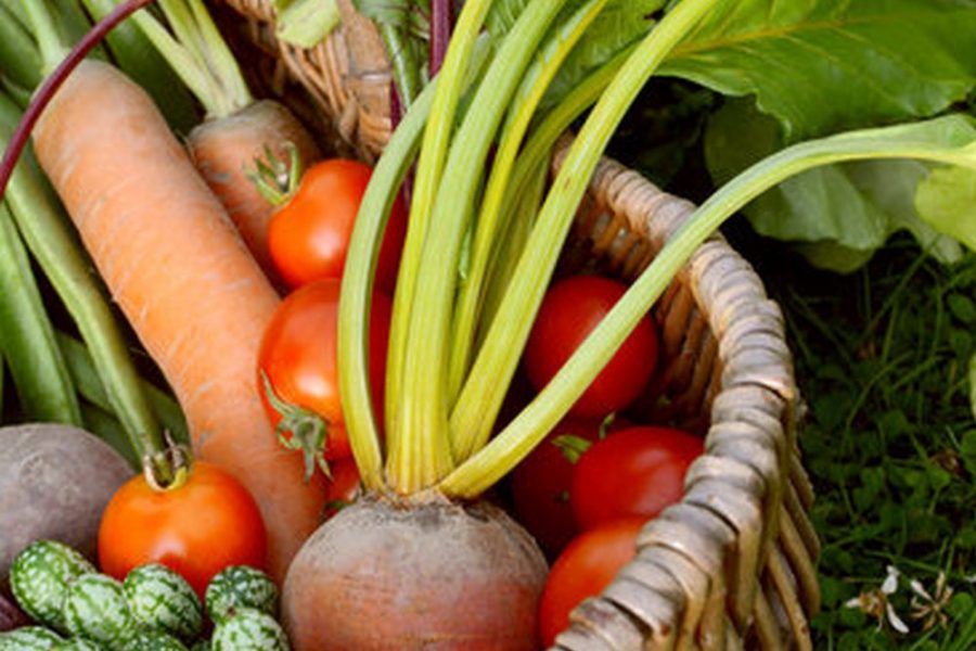 Clay Soil Amendments Garden Vegetables