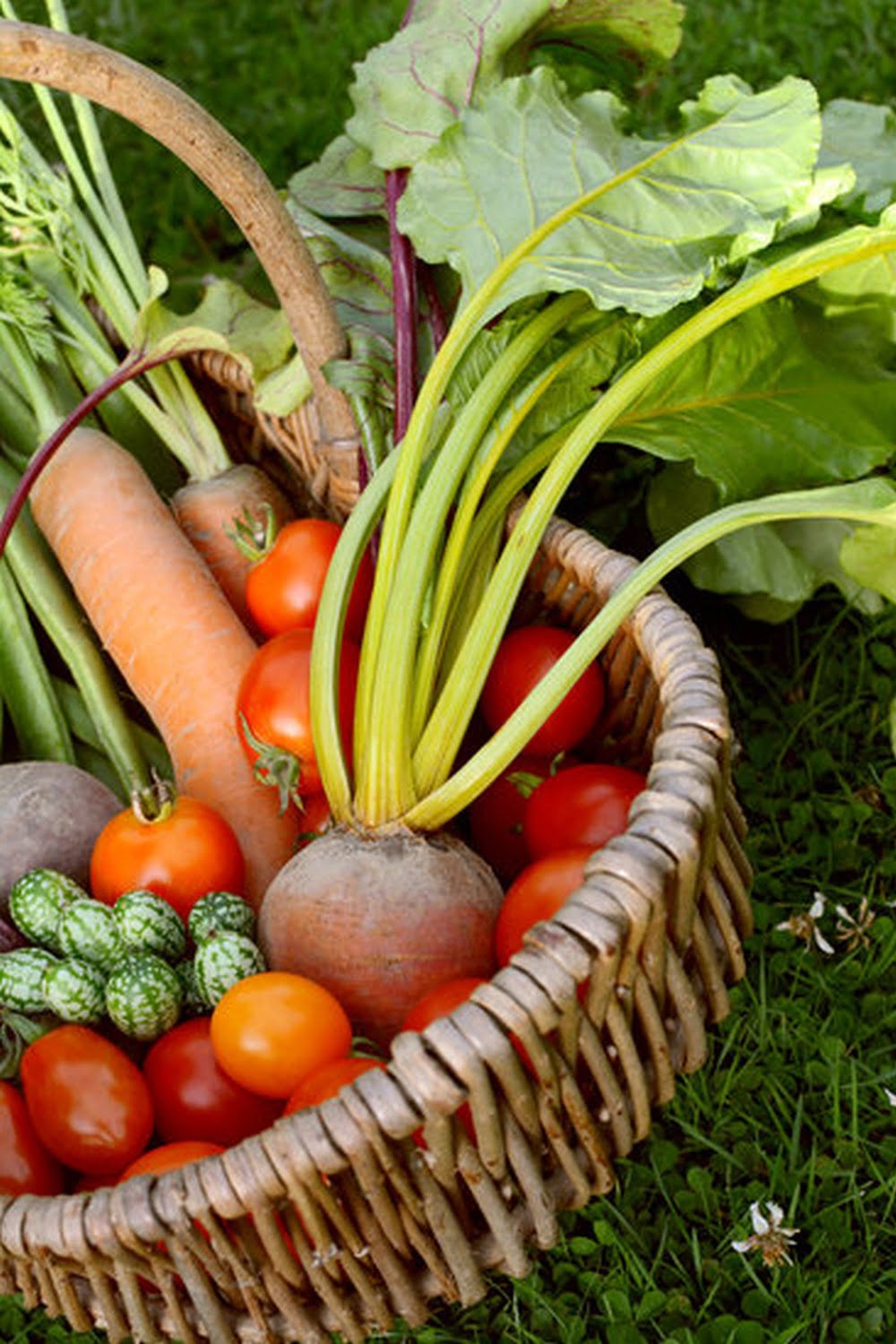Clay Soil Amendments Garden Vegetables