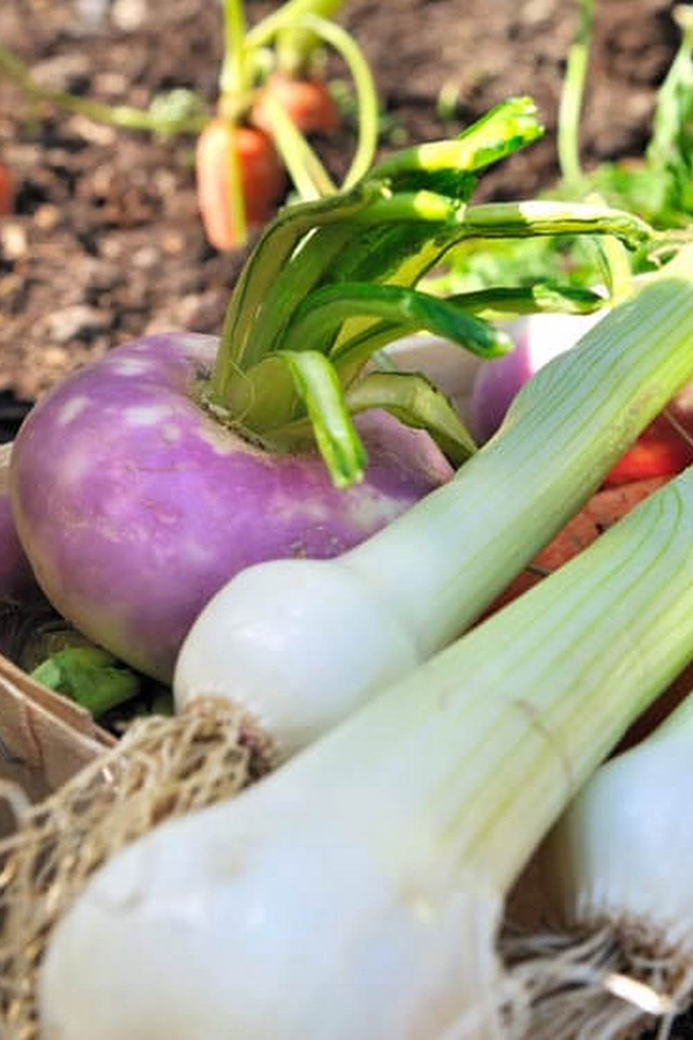 How Deep Should A Raised Bed Vegetable Garden Be