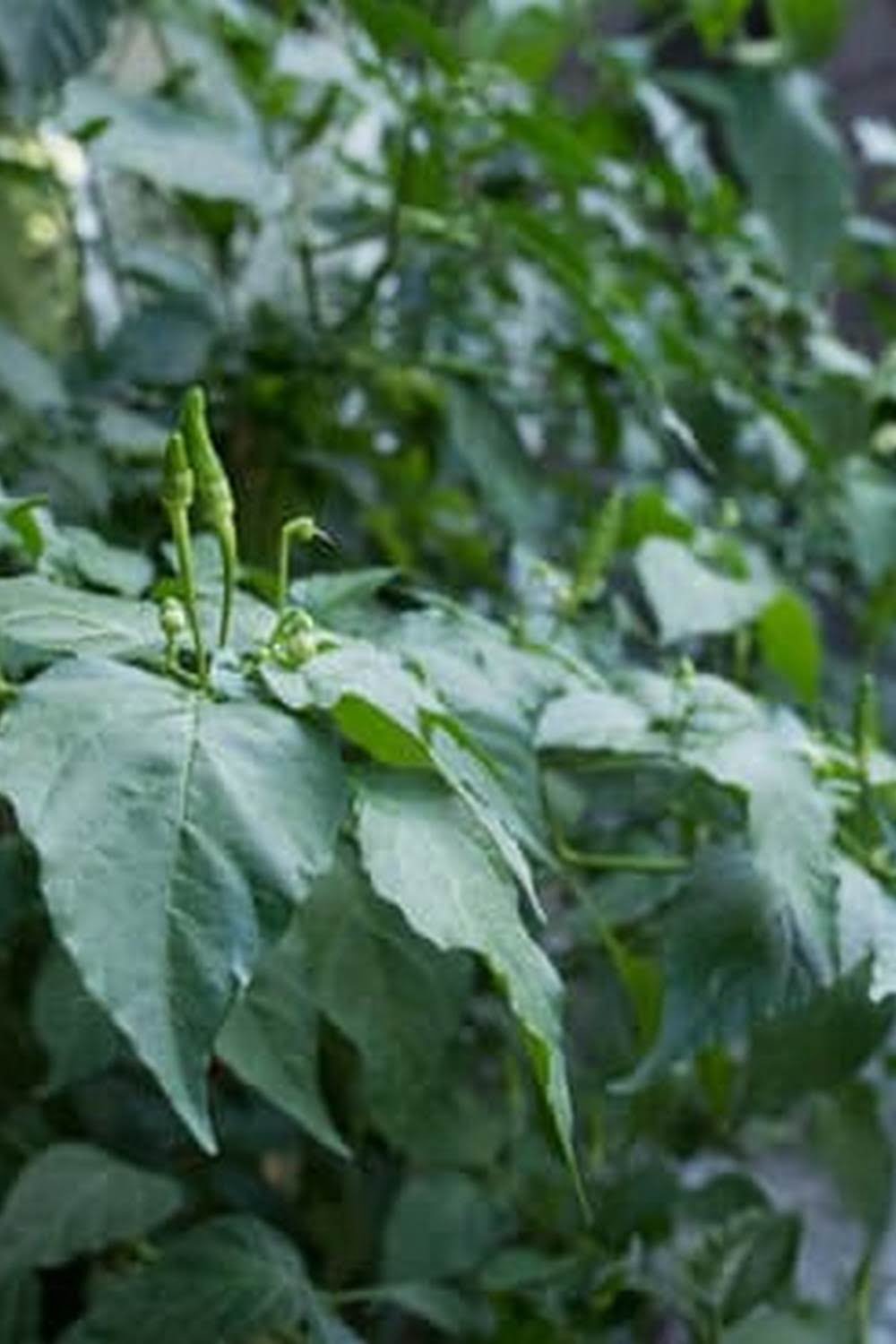 How Deep Soil Vegetable Garden